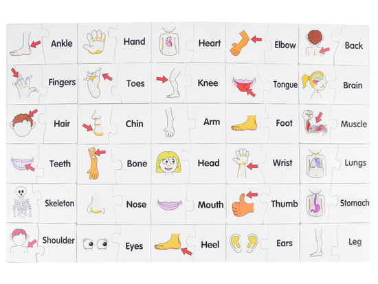 Educational puzzle in English of body parts ZA3864