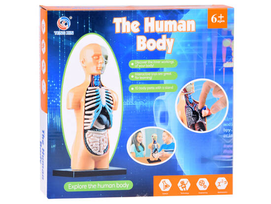 Educational set Anatomical model HUMAN BODY + organs 11pcs ZA5200