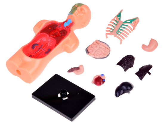 Educational set Anatomical model HUMAN BODY + organs 11pcs ZA5200