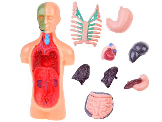 Educational set Anatomical model HUMAN BODY + organs 11pcs ZA5200