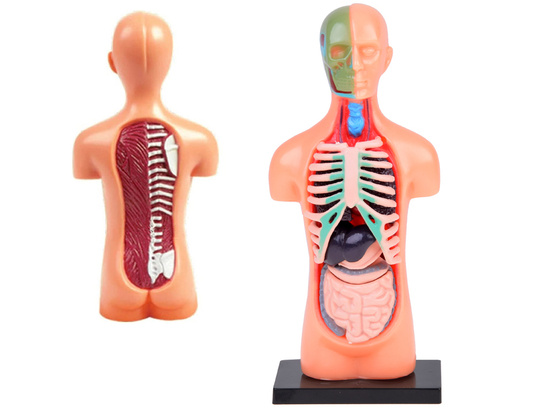 Educational set Anatomical model HUMAN BODY + organs 11pcs ZA5200