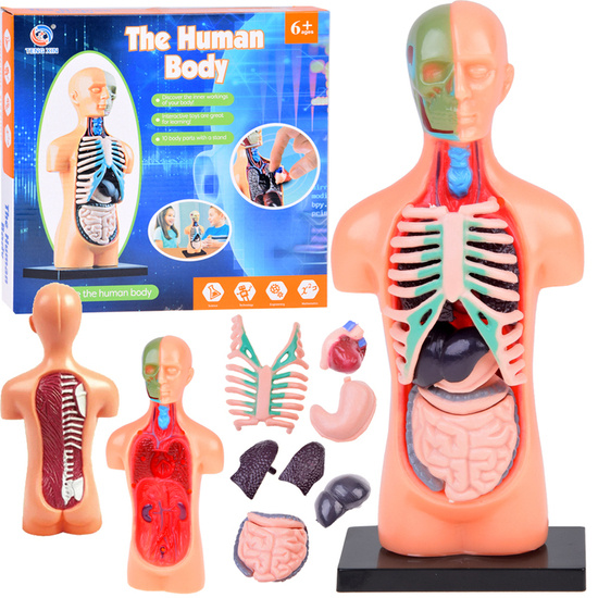 Educational set Anatomical model HUMAN BODY + organs 11pcs ZA5200