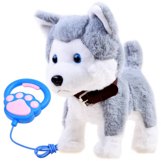 The interactive Husky dog on a leash barks ZA3888