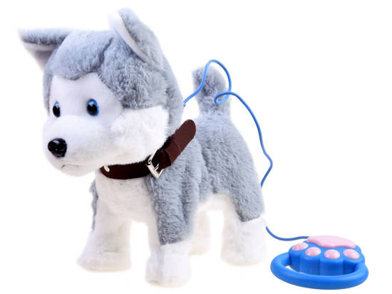 The interactive Husky dog on a leash barks ZA3888