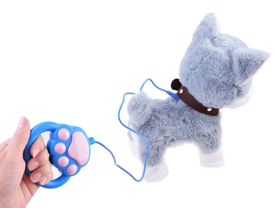 The interactive Husky dog on a leash barks ZA3888