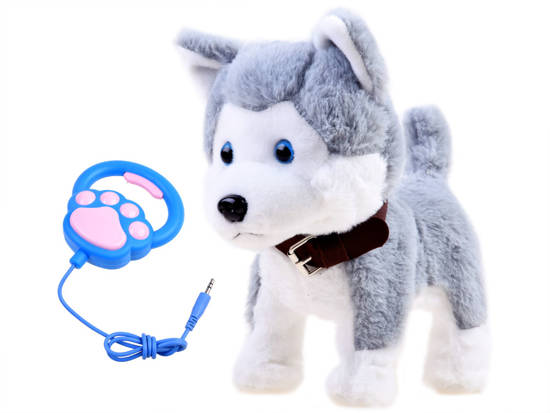 The interactive Husky dog on a leash barks ZA3888