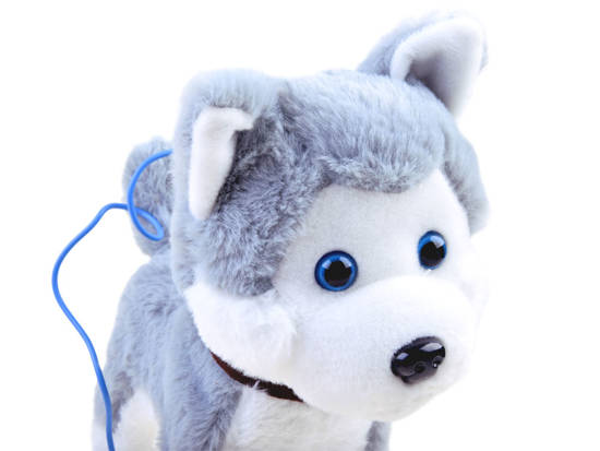 The interactive Husky dog on a leash barks ZA3888