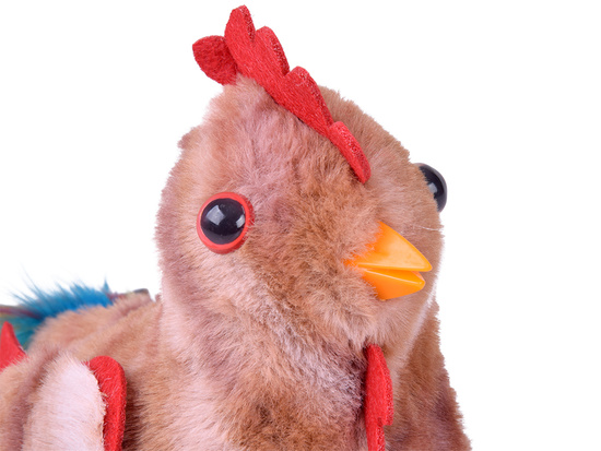 The toddling ROOSTER, Bogdan, you little cock! - crows and flaps his wings ZA6018