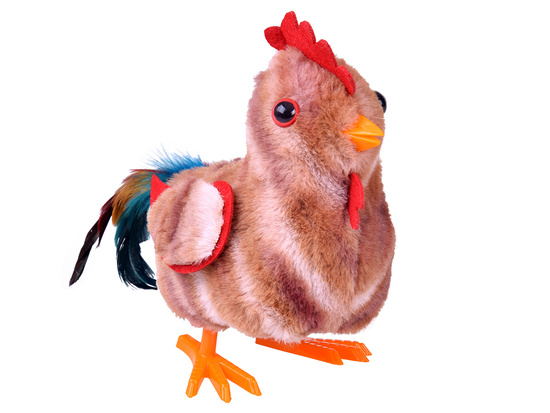 The toddling ROOSTER, Bogdan, you little cock! - crows and flaps his wings ZA6018
