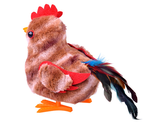 The toddling ROOSTER, Bogdan, you little cock! - crows and flaps his wings ZA6018