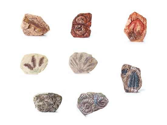 Archaeology Kit Dig Up a Surprise Fossilized Leaves and Bones ZA5753