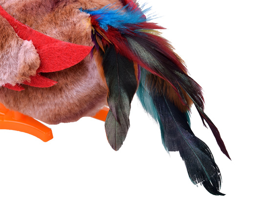 The toddling ROOSTER, Bogdan, you little cock! - crows and flaps his wings ZA6018