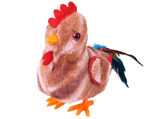 The toddling ROOSTER, Bogdan, you little cock! - crows and flaps his wings ZA6018