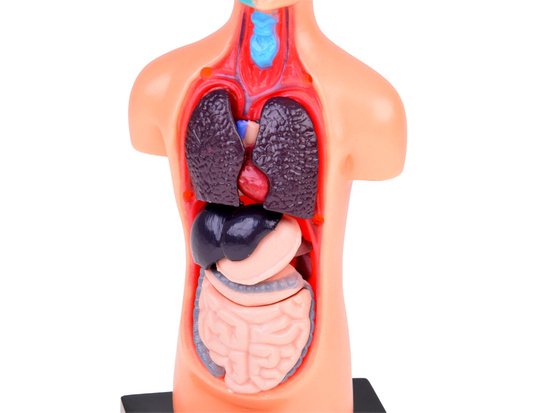 Zestaw edukacyjny Model anatomiczny CIAŁO CZŁOWIEKA + organy 11ele  ZA5200