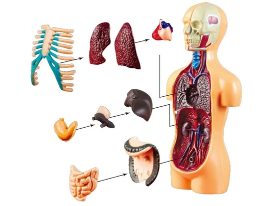 Zestaw edukacyjny Model anatomiczny CIAŁO CZŁOWIEKA + organy 11ele  ZA5200